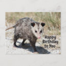 Search for possum birthday cards Funny animal birthday