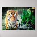 Recherche de tigré posters Nature
