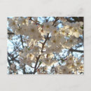 Recherche de cerise cartes postales Arbre