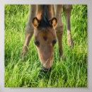 Search for cute foals posters Farm animals