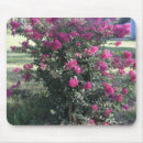 Recherche de myrte électronique Fleurs