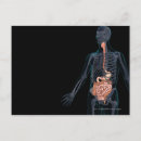 Search for digestion postcards Horizontal