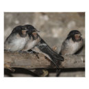 Search for fledgling Swallow