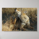 Recherche de prédateur posters Photographie de la nature
