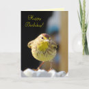 Search for backyard cards Bird