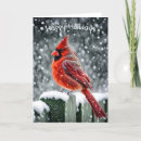 Search for fence christmas cards Cardinal