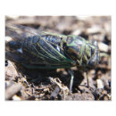 Search for insect art Cicada