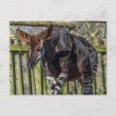 Recherche de okapi cartes postales Animaux
