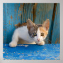 Search for calico cat posters Funny