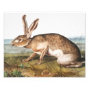 Recherche de lapin mignon posters Vintage