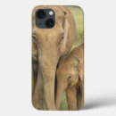 Search for asian elephant cases Adult