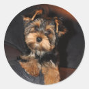Search for yorkshire terrier stickers Dog