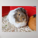 Search for caged posters Pet