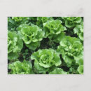 Search for soil postcards Garden