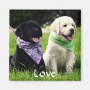 Recherche de love magnets Dog