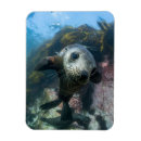 Recherche de animaux marins magnets Sous marin