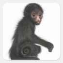 Search for monkey face stickers Wildlife