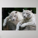 Recherche de chat du bengale posters Jungle