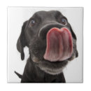 Search for black labrador tiles Cute