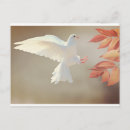 Recherche de colombes blanches cartes postales Pour tous