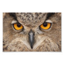 Recherche de yeux de hibou posters Faune