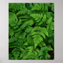 Recherche de le plus frais posters Botanique
