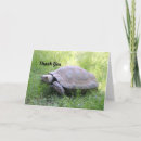 Search for tortoise cards Turtle