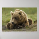 Search for ursus posters Animal