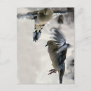Search for doves postcards Thinking of you