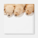 Search for golden retriever magnets Animal