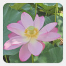 Search for lotus petal stickers Bloom