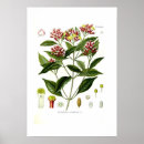 Recherche de clou de girofle posters Illustration