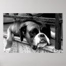 Recherche de chien blanc posters Monochrome