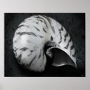 Search for seashell picture posters Nautilus