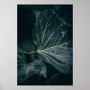 Search for wet leaf posters Water
