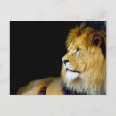 Search for big five postcards Lion