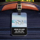 Search for adelie Gentoo penguin