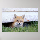 Search for fox pup posters Mammal
