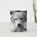 Recherche de puppy vœux cartes Noir et blanc