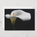 Search for white calla lily cards Nature
