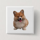 Search for welsh buttons Pets