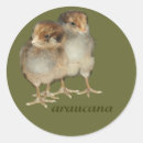 Search for baby chick stickers Birds