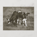 Recherche de vache bébé cartes postales Bétail