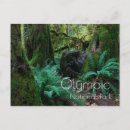 Search for rain forest postcards Souvenir