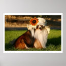 Search for shelti posters Canine