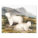 Recherche de chèvre de montagne posters Faune