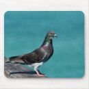Recherche de pigeons tapis souris Photographie