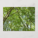 Search for canopy postcards Trees