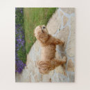 Search for lhasa apso puzzles Animal