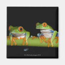 Search for tree frog magnets Horizontal
